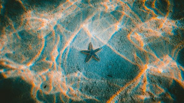 starfish, bottom Wallpaper 2048x1152