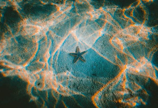 starfish, bottom Wallpaper 5589x3840