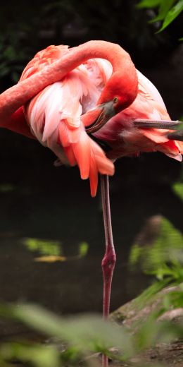 flamingo, bird Wallpaper 720x1440