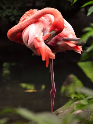 flamingo, bird Wallpaper 2048x2732