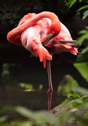 flamingo, bird Wallpaper 1668x2388