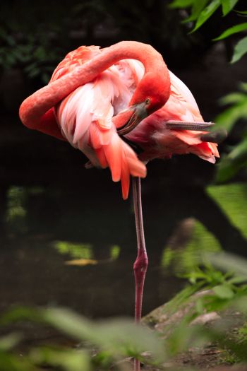 flamingo, bird Wallpaper 640x960