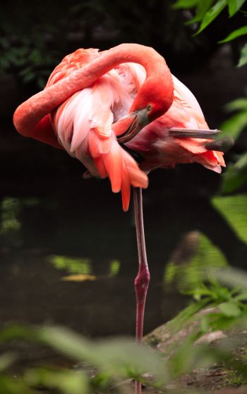flamingo, bird Wallpaper 1752x2800