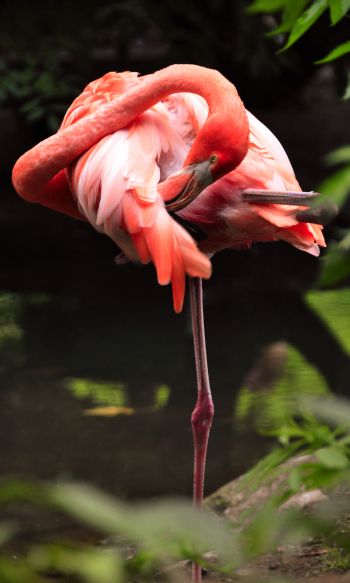 flamingo, bird Wallpaper 1200x2000