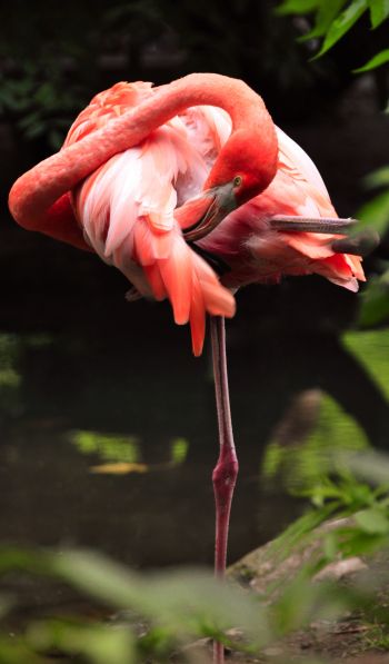 flamingo, bird Wallpaper 600x1024
