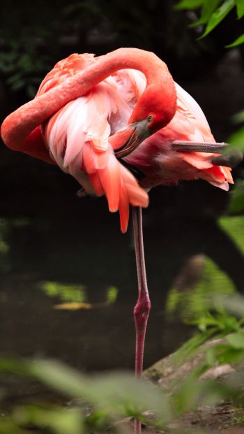 Обои 640x1136 фламинго, птица