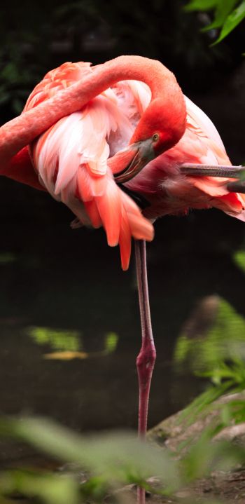 flamingo, bird Wallpaper 1080x2220