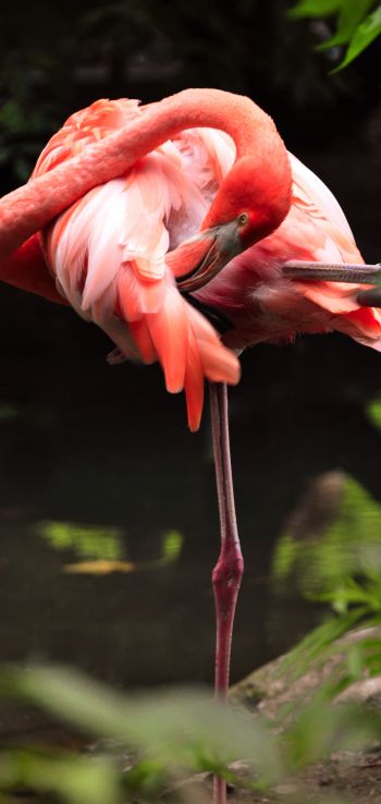 Обои 720x1520 фламинго, птица