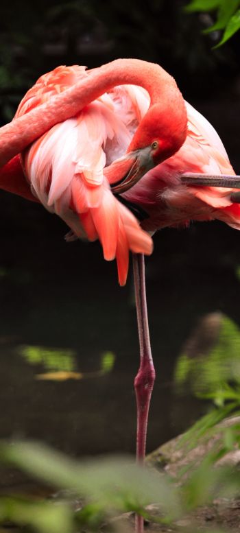 flamingo, bird Wallpaper 1440x3200