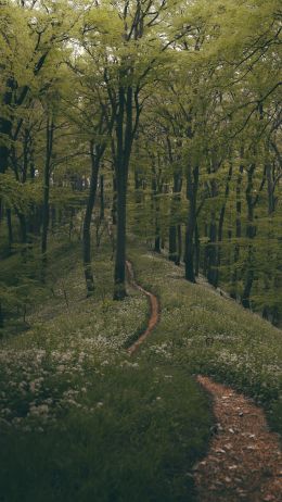 forest path, forest, green Wallpaper 750x1334