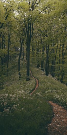 forest path, forest, green Wallpaper 720x1440