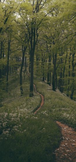 forest path, forest, green Wallpaper 1080x2280