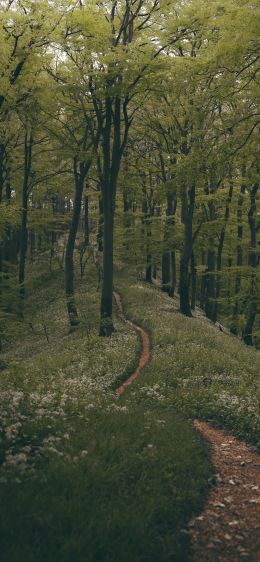 forest path, forest, green Wallpaper 1284x2778