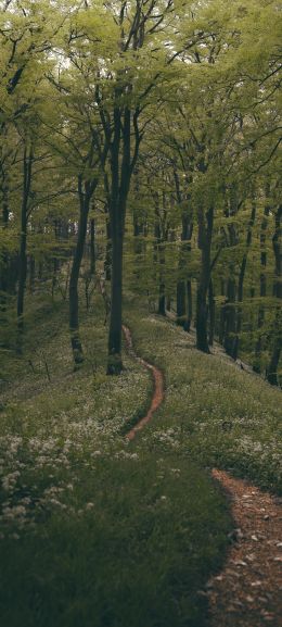 forest path, forest, green Wallpaper 1080x2400