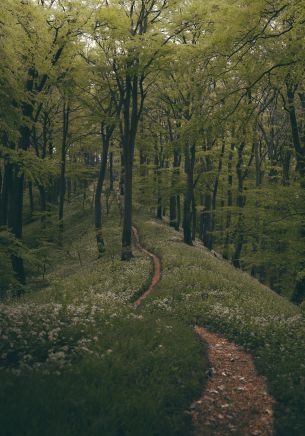 forest path, forest, green Wallpaper 1668x2388