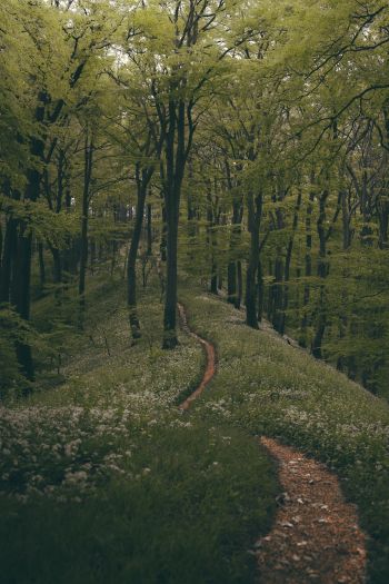 forest path, forest, green Wallpaper 640x960