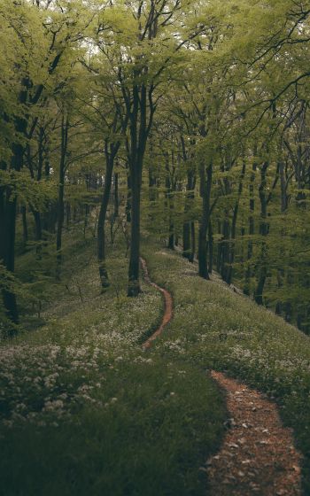 forest path, forest, green Wallpaper 800x1280