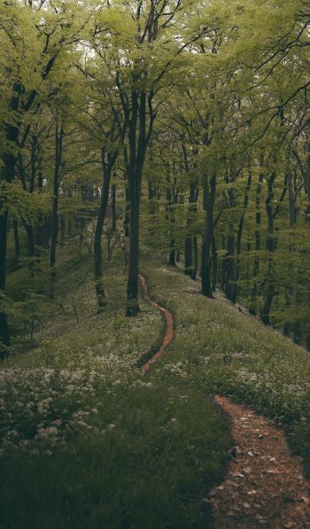 forest path, forest, green Wallpaper 600x1024