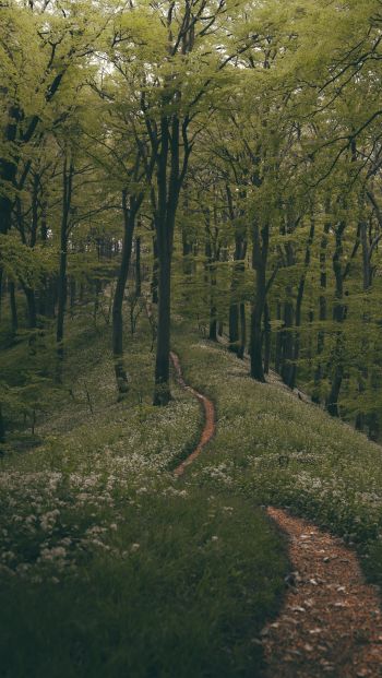 forest path, forest, green Wallpaper 640x1136