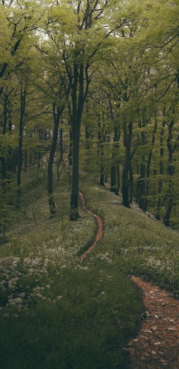 forest path, forest, green Wallpaper 1440x2960