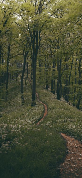 forest path, forest, green Wallpaper 828x1792
