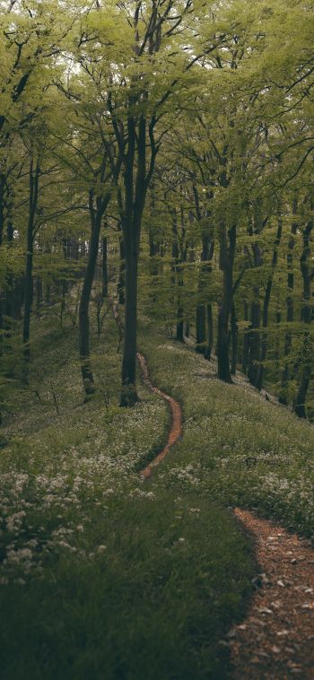 forest path, forest, green Wallpaper 1080x2340