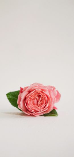 Обои 1440x3040 розовая роза, цветочная композиция, на белом фоне