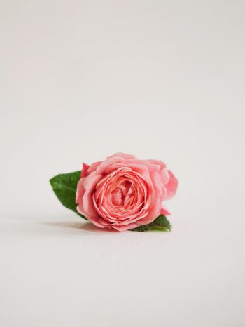 Обои 1620x2160 розовая роза, цветочная композиция, на белом фоне