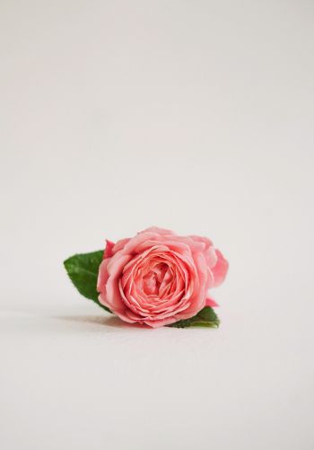 Обои 1668x2388 розовая роза, цветочная композиция, на белом фоне