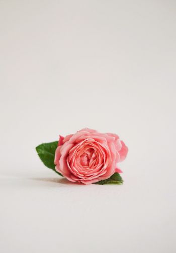 Обои 1640x2360 розовая роза, цветочная композиция, на белом фоне
