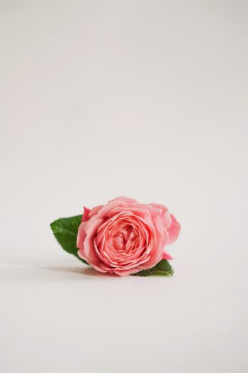 Обои 640x960 розовая роза, цветочная композиция, на белом фоне