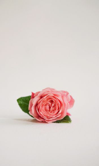 Обои 1200x2000 розовая роза, цветочная композиция, на белом фоне