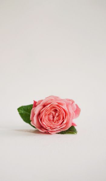 Обои 600x1024 розовая роза, цветочная композиция, на белом фоне