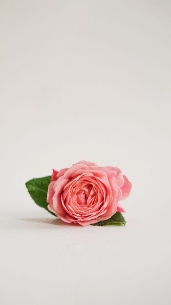 Обои 750x1334 розовая роза, цветочная композиция, на белом фоне