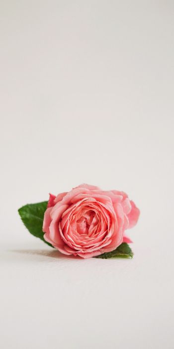 Обои 720x1440 розовая роза, цветочная композиция, на белом фоне