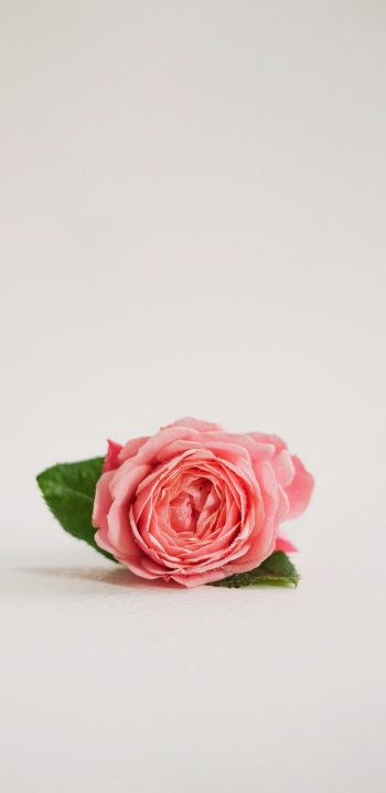Обои 1440x2960 розовая роза, цветочная композиция, на белом фоне