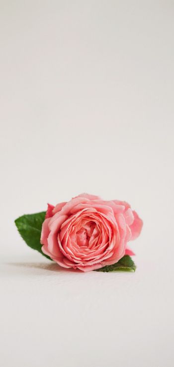 Обои 1080x2280 розовая роза, цветочная композиция, на белом фоне