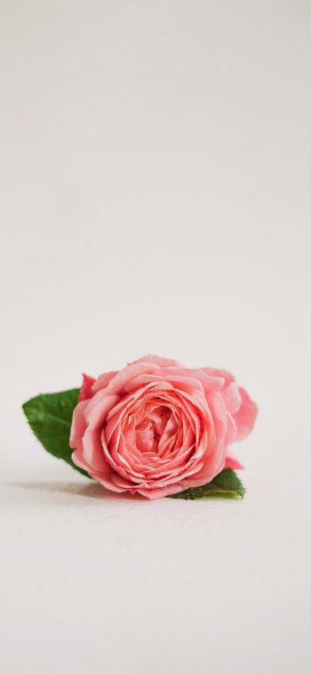 Обои 1284x2778 розовая роза, цветочная композиция, на белом фоне