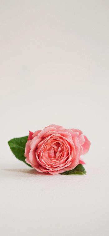 pink rose, flower arrangement, on white background Wallpaper 1080x2340