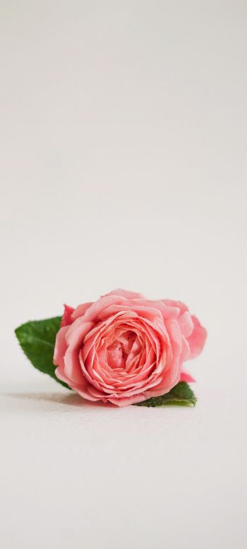 Обои 1440x3200 розовая роза, цветочная композиция, на белом фоне