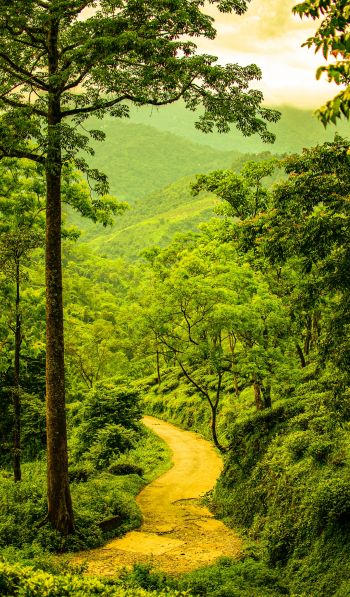 path in the forest, forest, green Wallpaper 600x1024