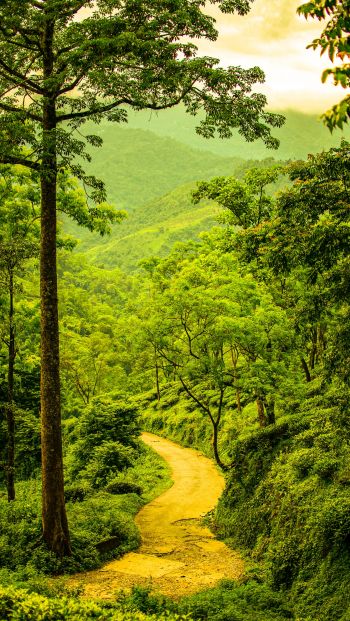 path in the forest, forest, green Wallpaper 640x1136