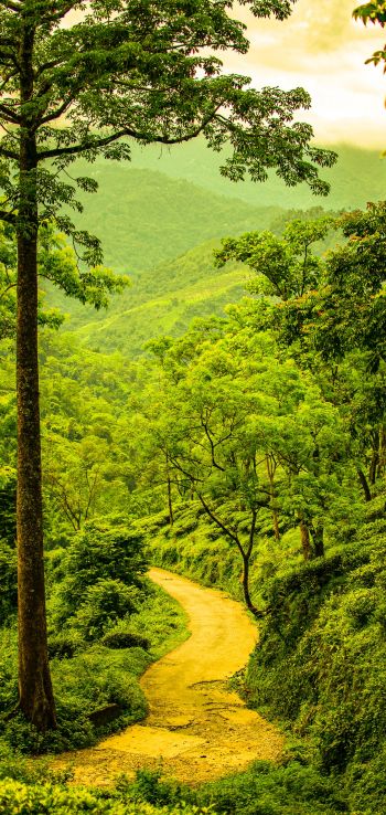 path in the forest, forest, green Wallpaper 1080x2280