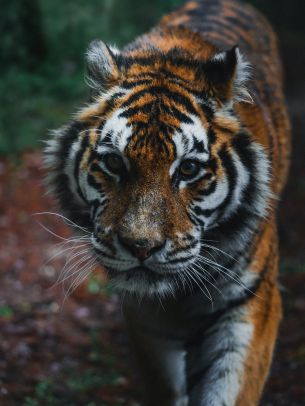 Обои 1620x2160 тигр, хищник, дикая природа