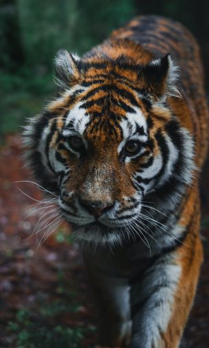 tiger, predator, wild nature Wallpaper 1200x2000