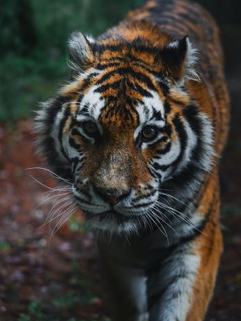 Обои 1620x2160 тигр, хищник, дикая природа