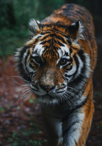 tiger, predator, wild nature Wallpaper 1668x2388