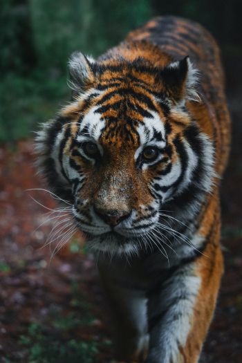 Обои 640x960 тигр, хищник, дикая природа