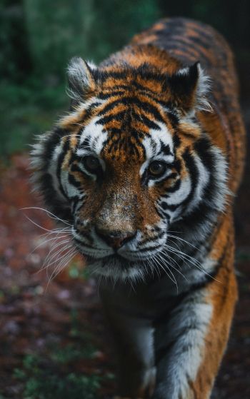 tiger, predator, wild nature Wallpaper 1752x2800