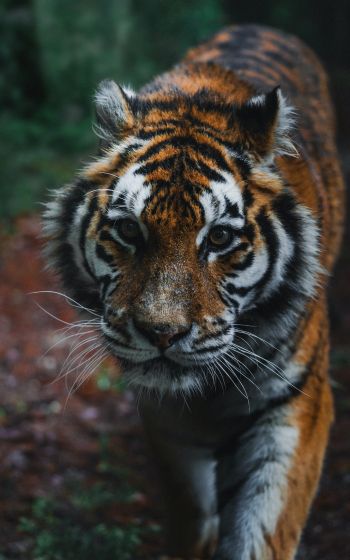 Обои 1600x2560 тигр, хищник, дикая природа